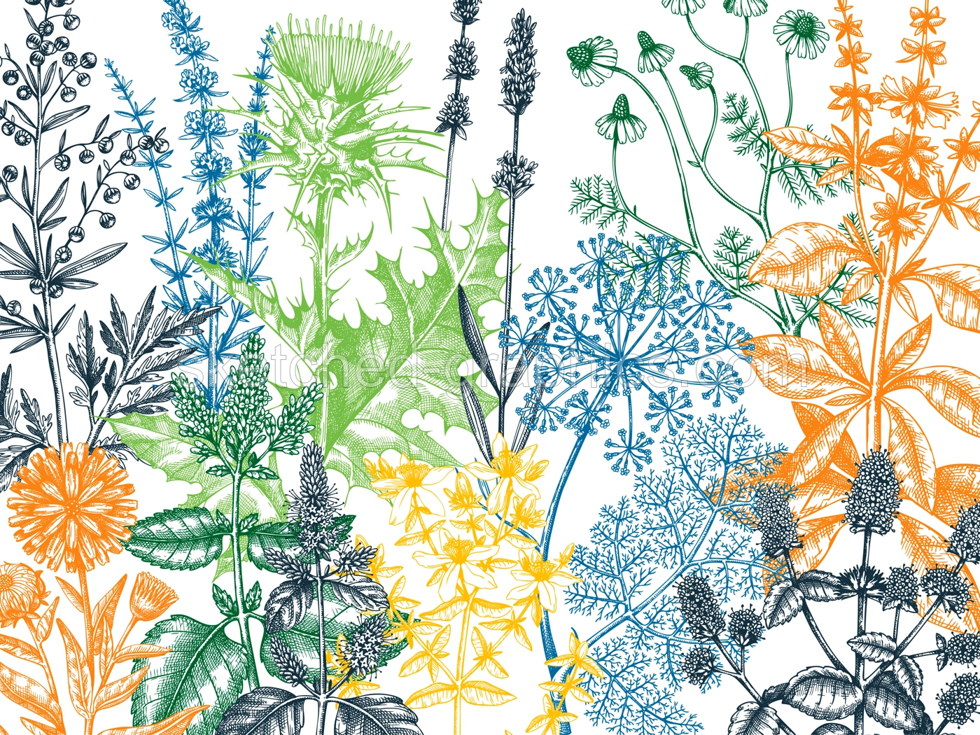 Sketched herbs, flowers, weeds, meadows background. Medicinal plants vintage illustration for cosmetics, perfumery, medicine, packaging. Herbal tea ingredients banner. Medicinal herbs sketch design. Illustration